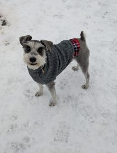 Grey & white miniature Schnauzer wearing a grey sweater in the snow