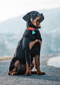 Rottweiler sitting on path in winter time.
