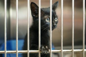 Black kitten with big eyes and big ears looking through cage bars at animal shelter